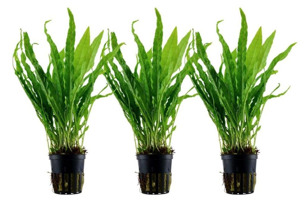 Aquarium Pflanze 3 Stück Microsorum pteropus  Wasserpflanze Produktbild 