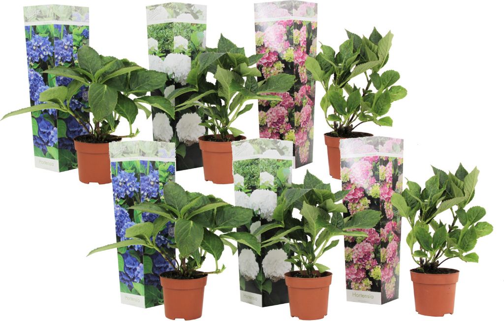 Hortensie - 6 Stk - Hydrangea macrophylla - Höhe 25-40cm - Produktbild 1
