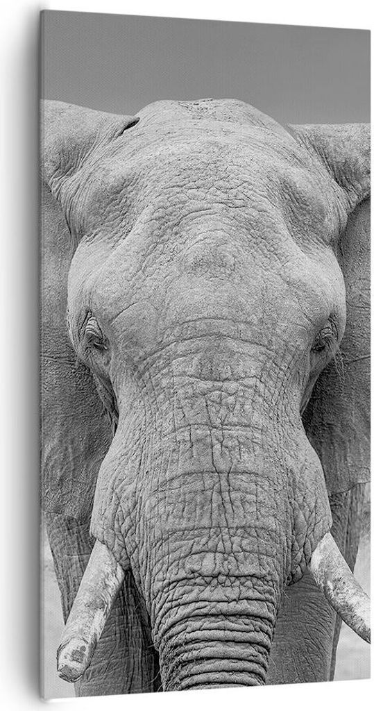 Bild auf Leinwand - Leinwandbild - Einteilig - Elefant Afrika Tier - 65x120cm - Wand Bild - Wanddeko - Wandbilder - Leinwanddruck - Bilder - Wandde...