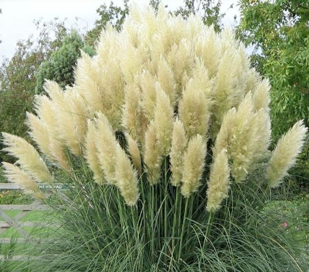 A large clump of white pampas grass with green foliage in the foreground and trees in the background.