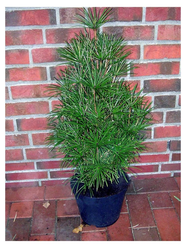 Schirmtanne, Höhe: 70-80 cm, Sciadopitys verticillata, Produktbild 