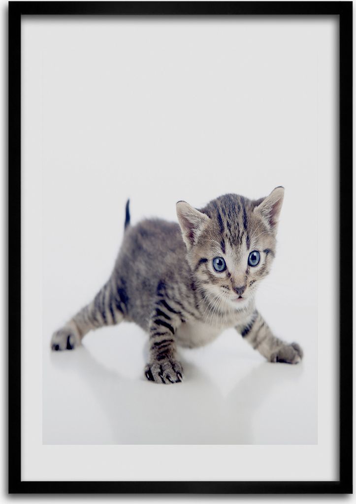 Bild - Bilderrahmen - 50 cm x 70 cm - MDF - Rahmen - Wandkunst Kleine Katze