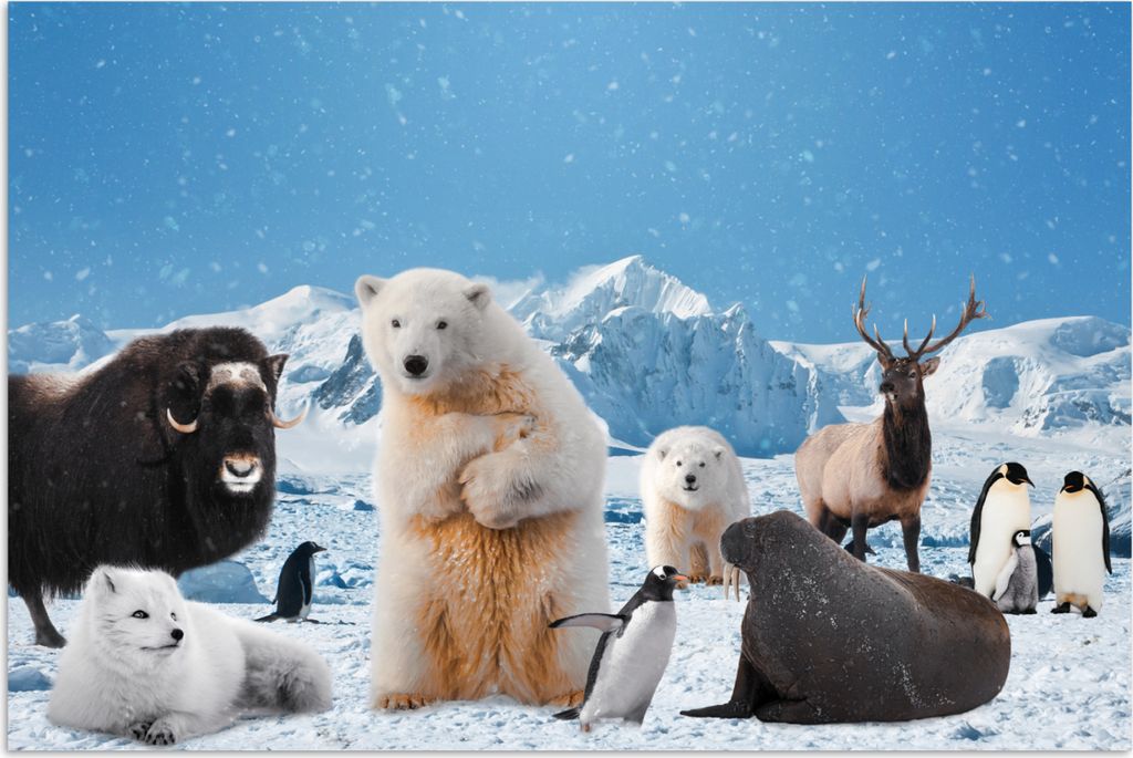 MuchoWow Poster Tiere - Große Fünf - Arktis 120x80 cm - Bilder