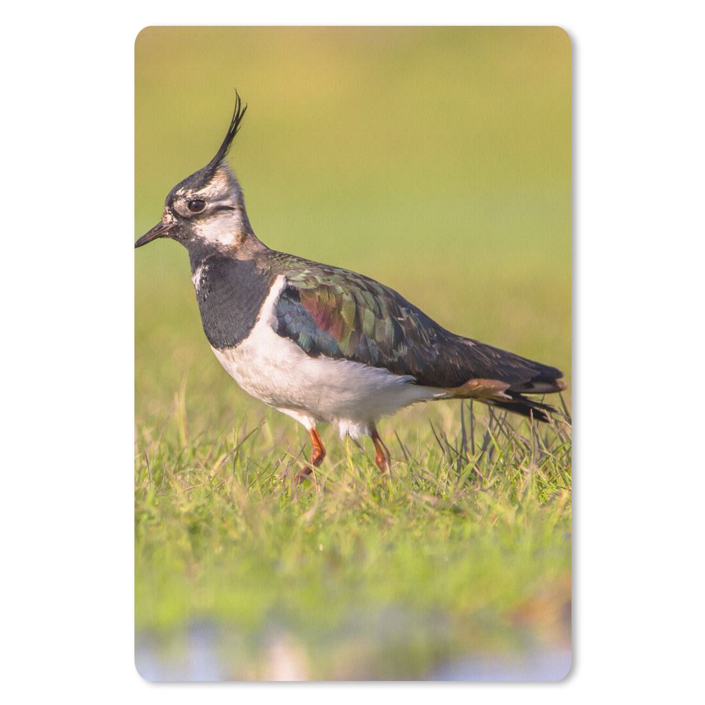 MuchoWow Mauspad Mousepad Vogel - Gras - Natur - Tiere - Kiebitz 40x60 cm - Mousepads - Maus Mat - Pad - Mausunterlage - Schreibtisch Accesoire