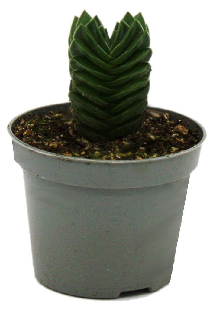 Sukkulente – Crassula Buddha’s Temple – kleine, dicke Produktbild 