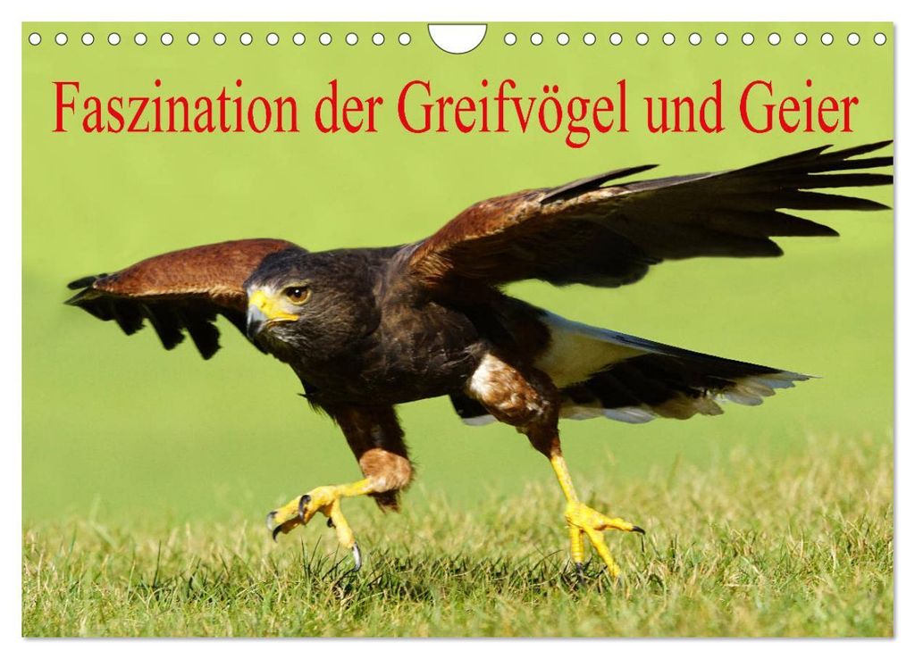 Faszination der Greifvögel und Geier (Wandkalender 2027 DIN A4 quer), CALVENDO Monatskalender
