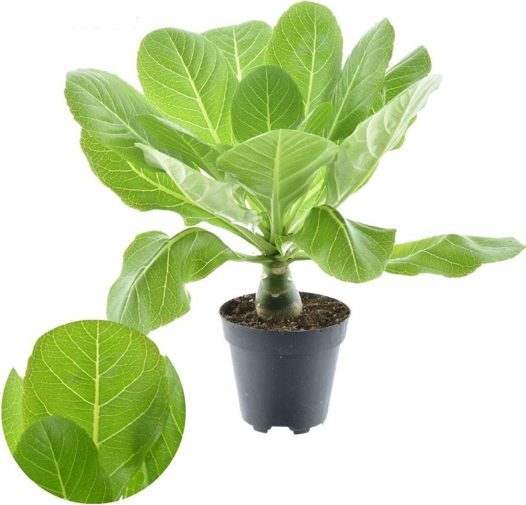 A potted Brighamia Insignis plant with large green leaves and a thick stem, shown against a white background. A close-up inset of a leaf is also visible.