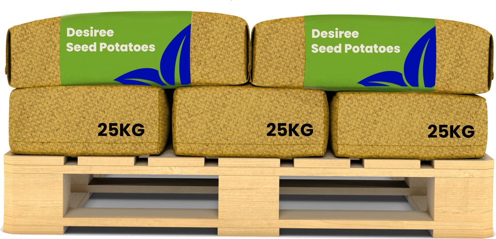 Saatkartoffeln Desiree A 28/35 (10x = 250 kg) - Organifer