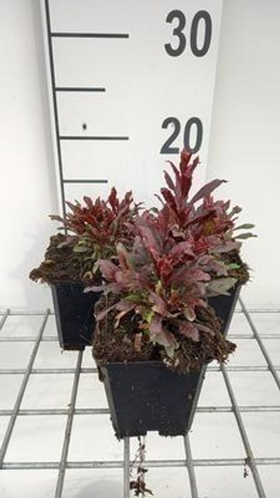 6 x Gaura lindh. 'Blaze' ( oenothera lindh.) - Gaura - Topf 9 x 9 cm