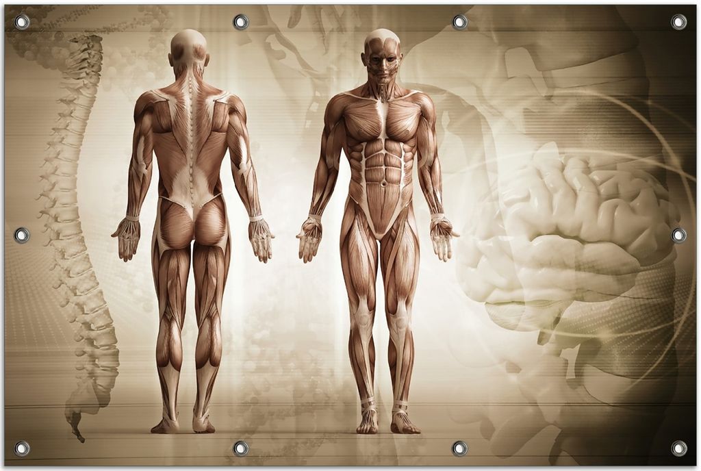 Wallario Outdoor-Poster für Garten oder Balkon, Motiv Anatomie Mensch II, in ca. 80 x 120 cm