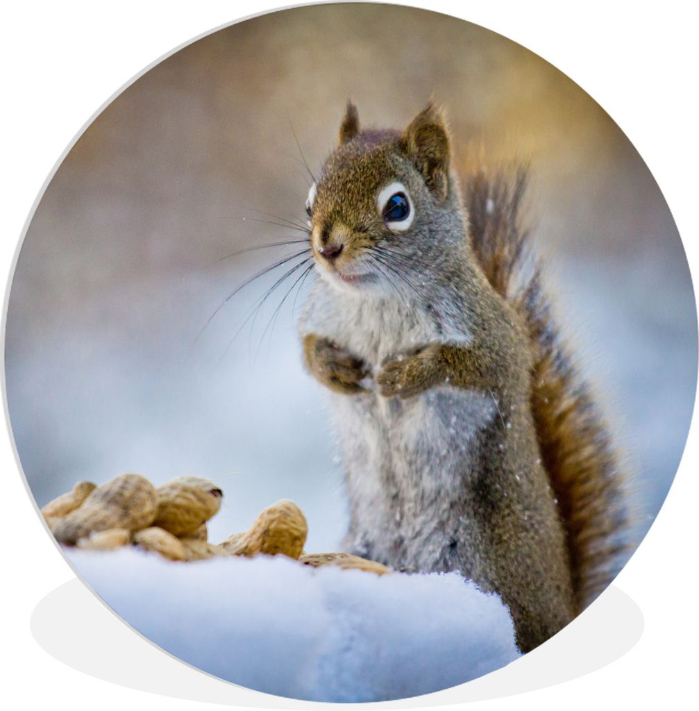 MuchoWow Rundes Wandbild - Runde Bilder Eichhörnchen - Nüsse - Schnee - Winter - Nagetiere - Jahreszeiten Ø 90 cm Kreis Wanddekoration Kunstst...