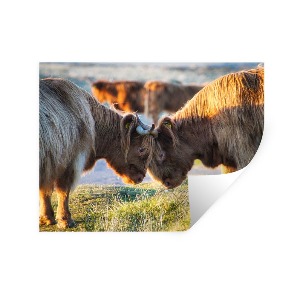 MuchoWow Wandtattoo Wandsticker Wandaufkleber Schottische Highlander - Tiere - Sonne 120x90 cm Selbstklebend und Repositionierbar - Aufkleber