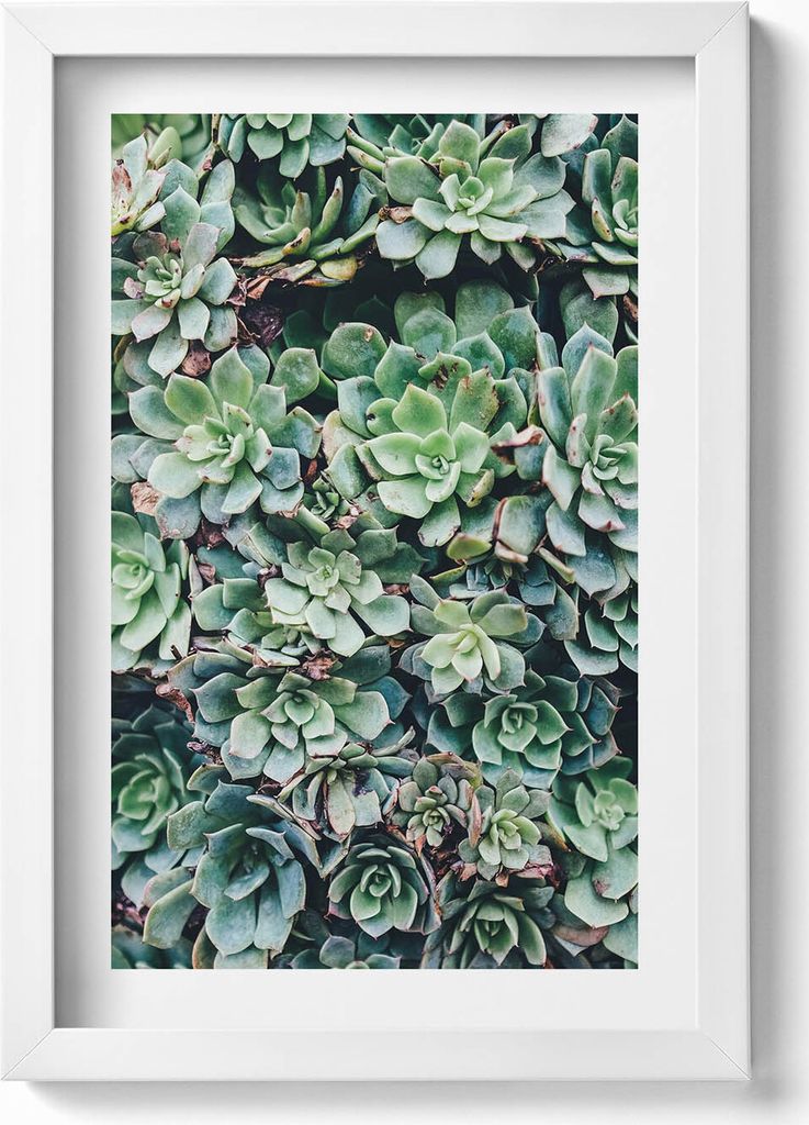 Grüne sukkulente Pflanzen– Wandbild mit Rahmen – Gerahmtes Bild – Wanddekoration – 20x30 cm – Weiß