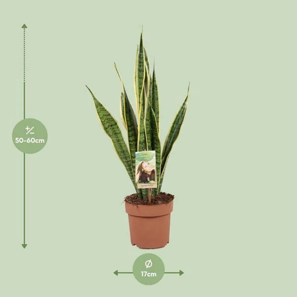Plante Verte d'intérieur Sansevieria Laurentii 60cm - Facile d'entretien