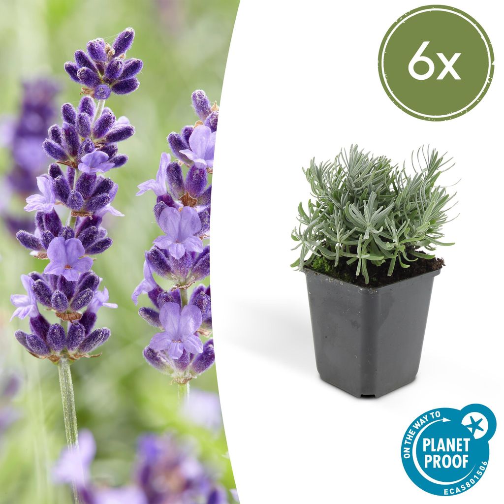 Lavendel-Pflanze - Lavandula angustifolia 'Hidcote' - Echter Lavendel - 9cm Topf - Set mit 6 Pflanzen