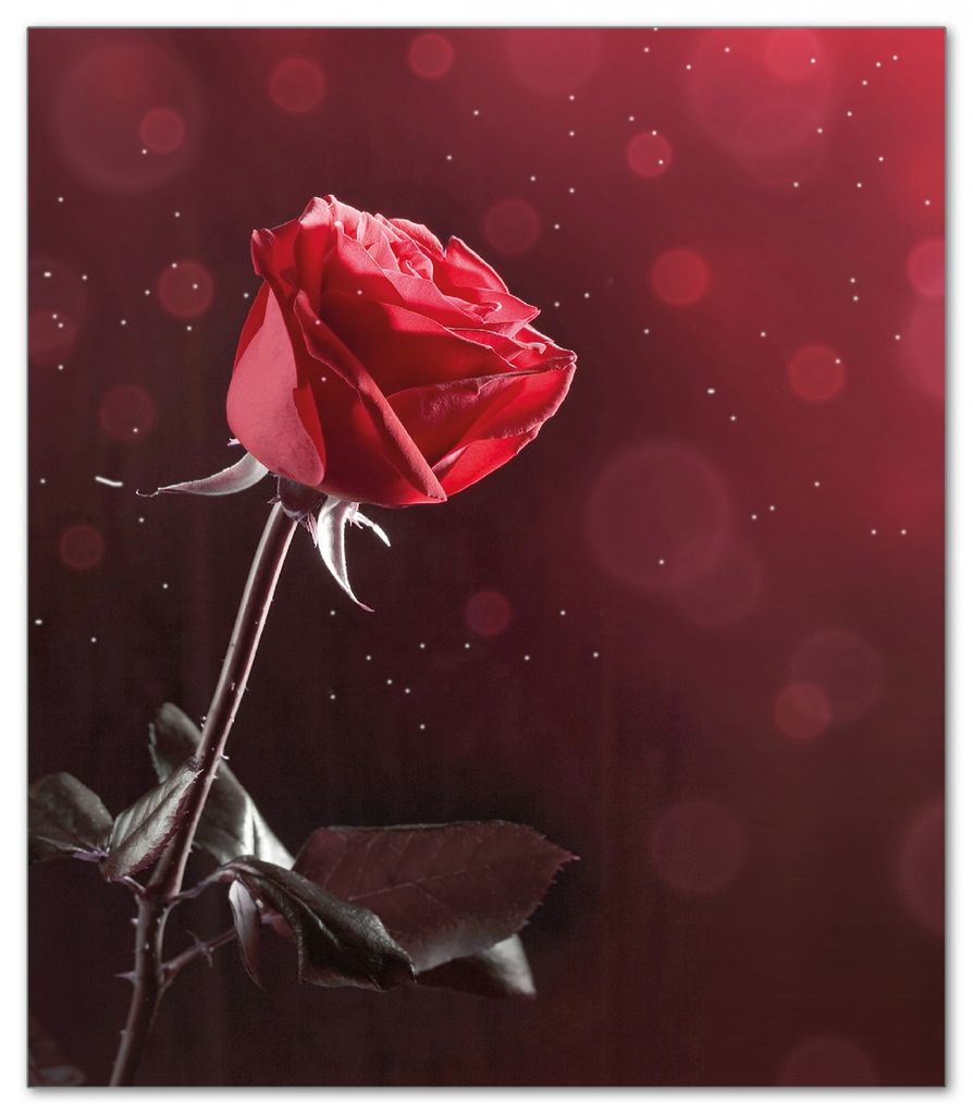 Wallario Herdabdeckplatte aus Glas, Größe 52 x 60 cm 1-teilig, Motiv Rote Rose Single