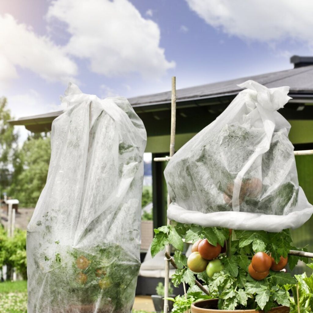 Tomaten Vlieshaube für 5-7 Tomatenstöcke Produktbild 