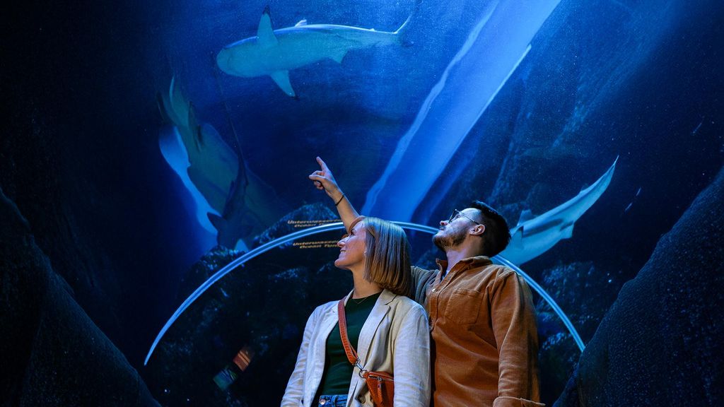 Jochen Schweizer Sea Life Oberhausen (1 EW + 1 Kleinkind); Erlebnis verschenken oder selbst erleben; Gutschein gültig für 1 Erwachsenen und 1 Ki...