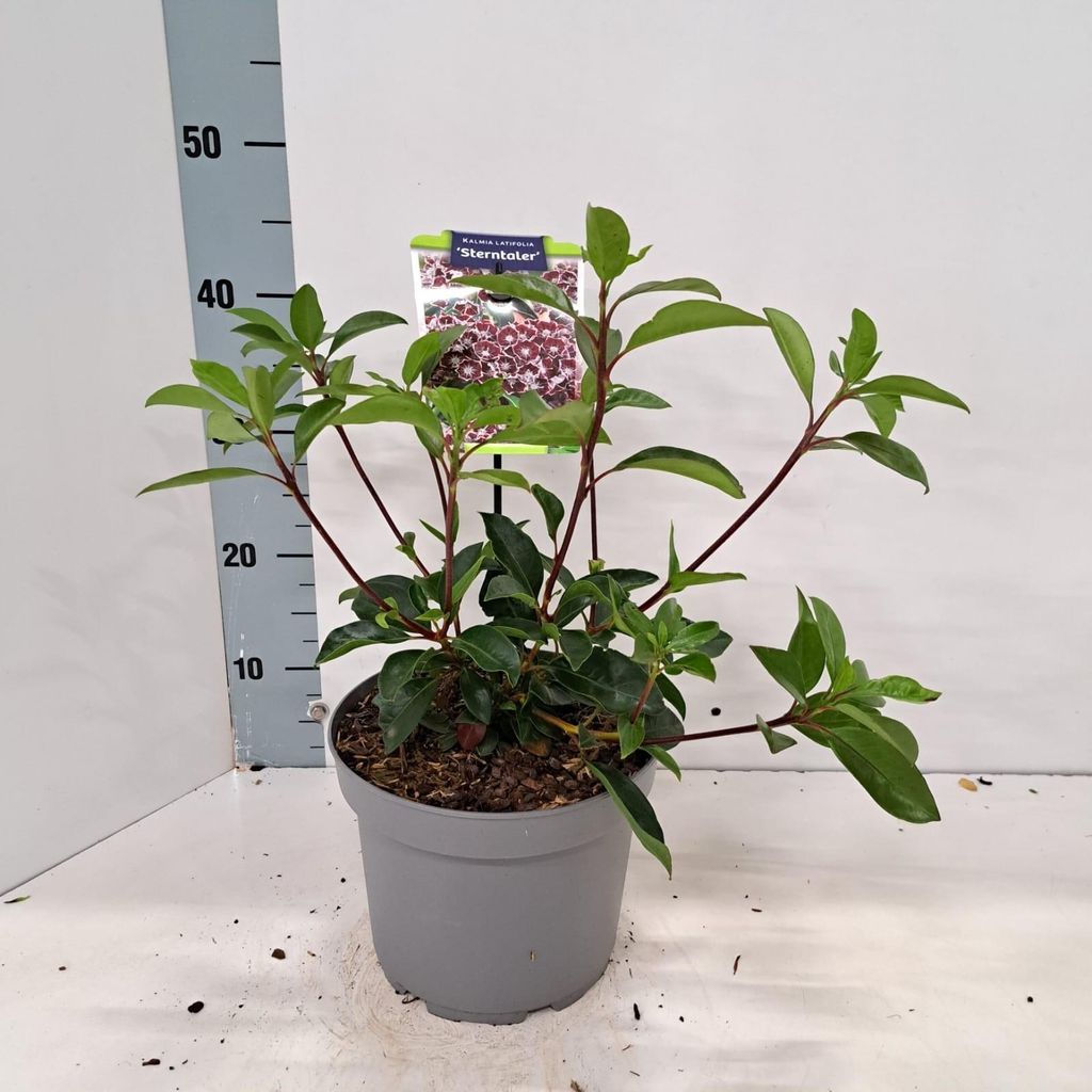 Kalmia lat. 'Sterntaler' - Berglorbeer | 25-30 cm im Topf