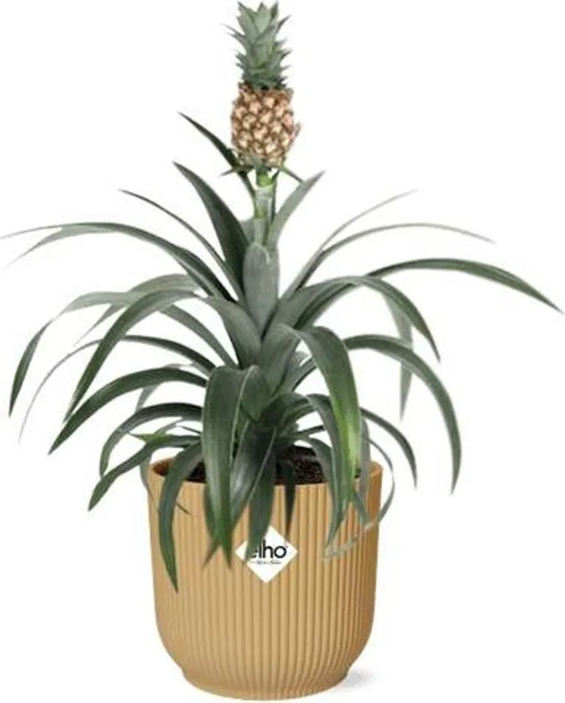 Ananas Mi Amigo en pot jaune de 14cm - Plante d'intérieur tropicale rare
