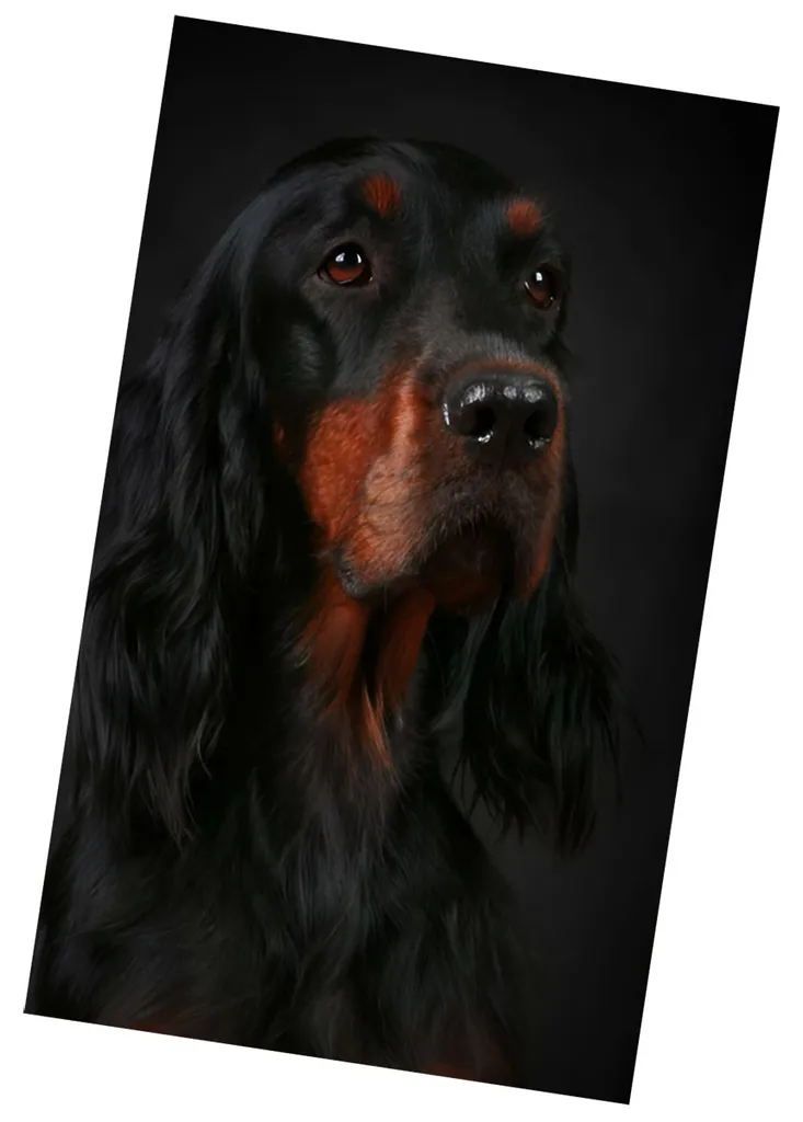 Plaid Arredo 130x150 cm Micro Peluche Cocker Spaniel Nero e Tan Premium