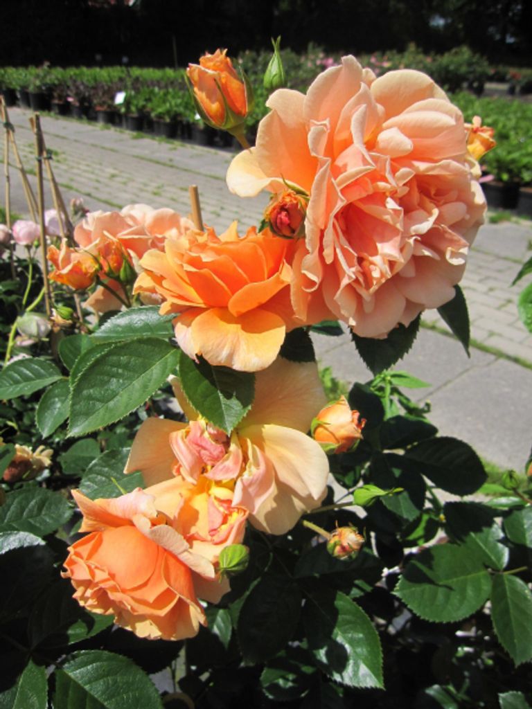 Rosa Skyline ® Kletterrose Skyline ® Kaufland.de