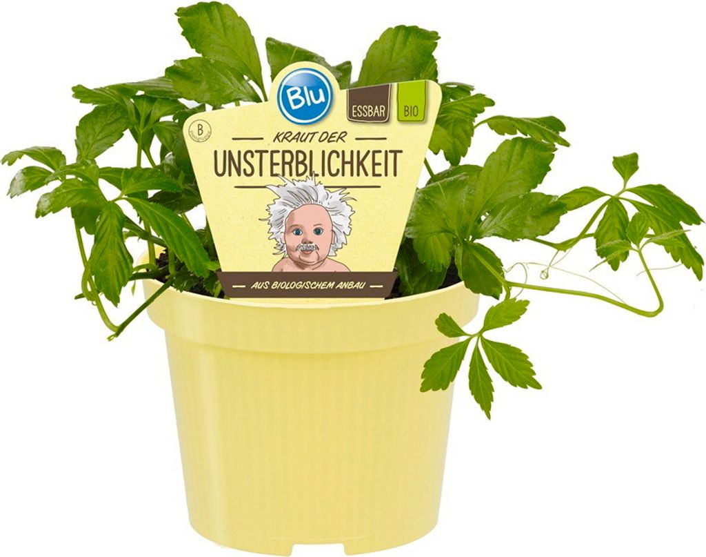 Ziolo niesmiertelnosci - w jakosci organicznej - Gynostemma Zdjęcie produktu 