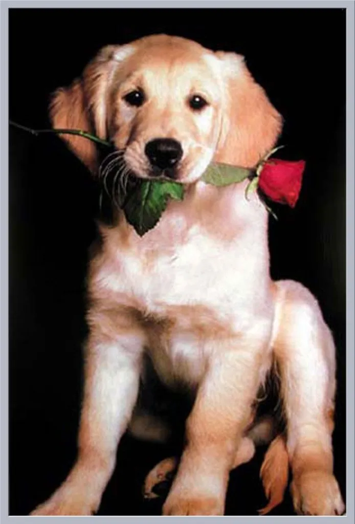 Cadre Argenté Shinsuke pour Affiche Golden Retriever en Acrylique