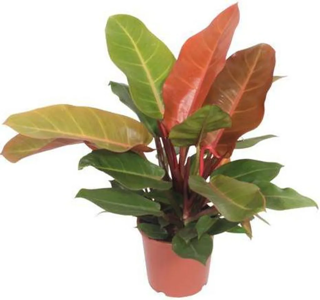 Philodendron Prince of Orange : Plante Tropicale Robuste et Facile 45cm