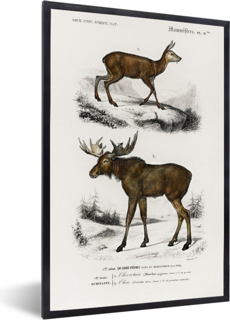 MuchoWow MuchoWow Gerahmtes Poster Vintage - Tier - Elch 60x90 cm - Poster mit zchwarzem Bilderrahmen - Kunst