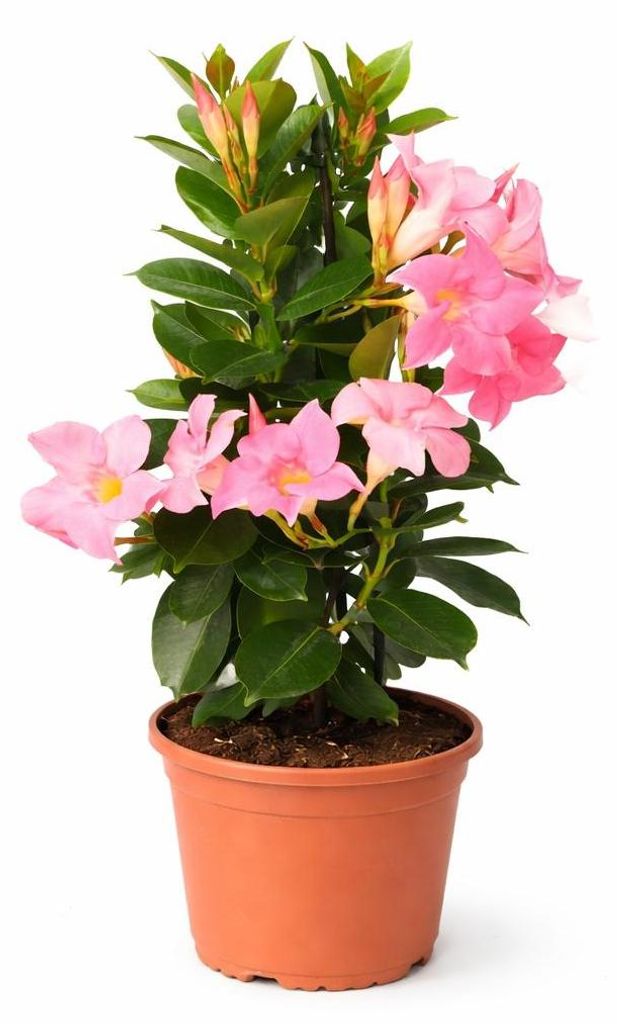 Mandevilla Dipladénie - Fleur en forme de trompette - Port Image du produit 