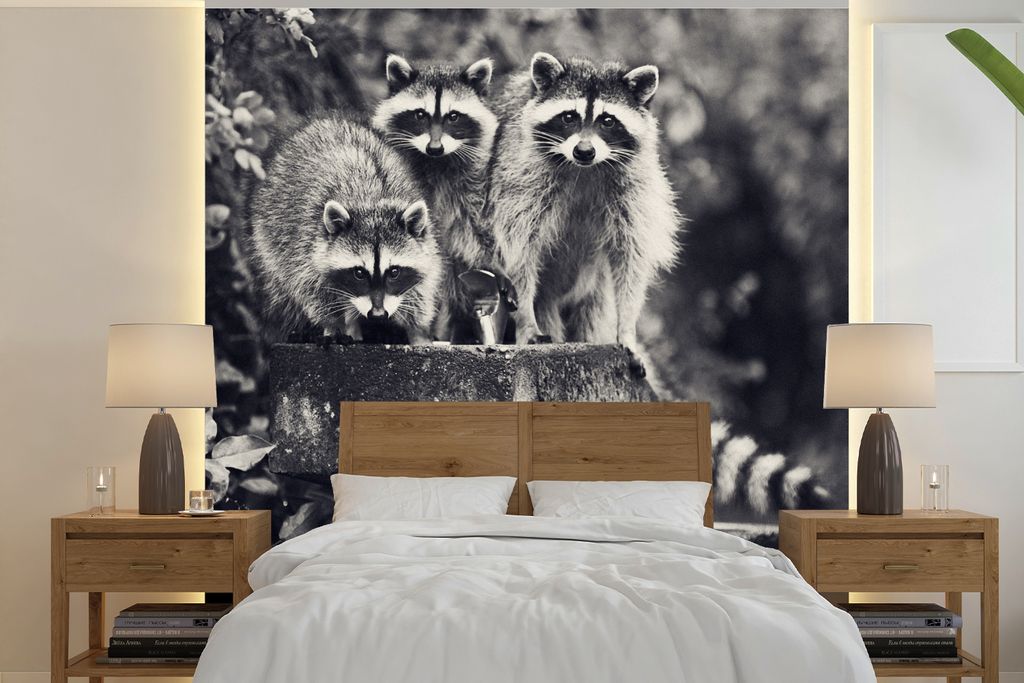 MuchoWow Fototapete für Wohnzimmer oder Schlafzimmer Wandtapete Vinyl Motivtapete Waschbären an der Wand - 300x300 cm - Wanddekoration