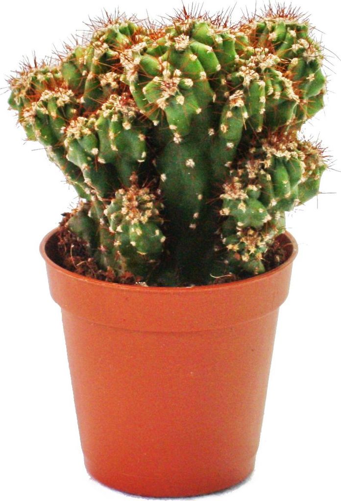 Cereus peruvianus cristata - Kaktus skalní - v květináči o Obrázek produktu 