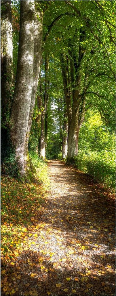 Wallario Poster - Weg im Sonnenlicht, Kunstdruck Größe: 50 x 125 cm