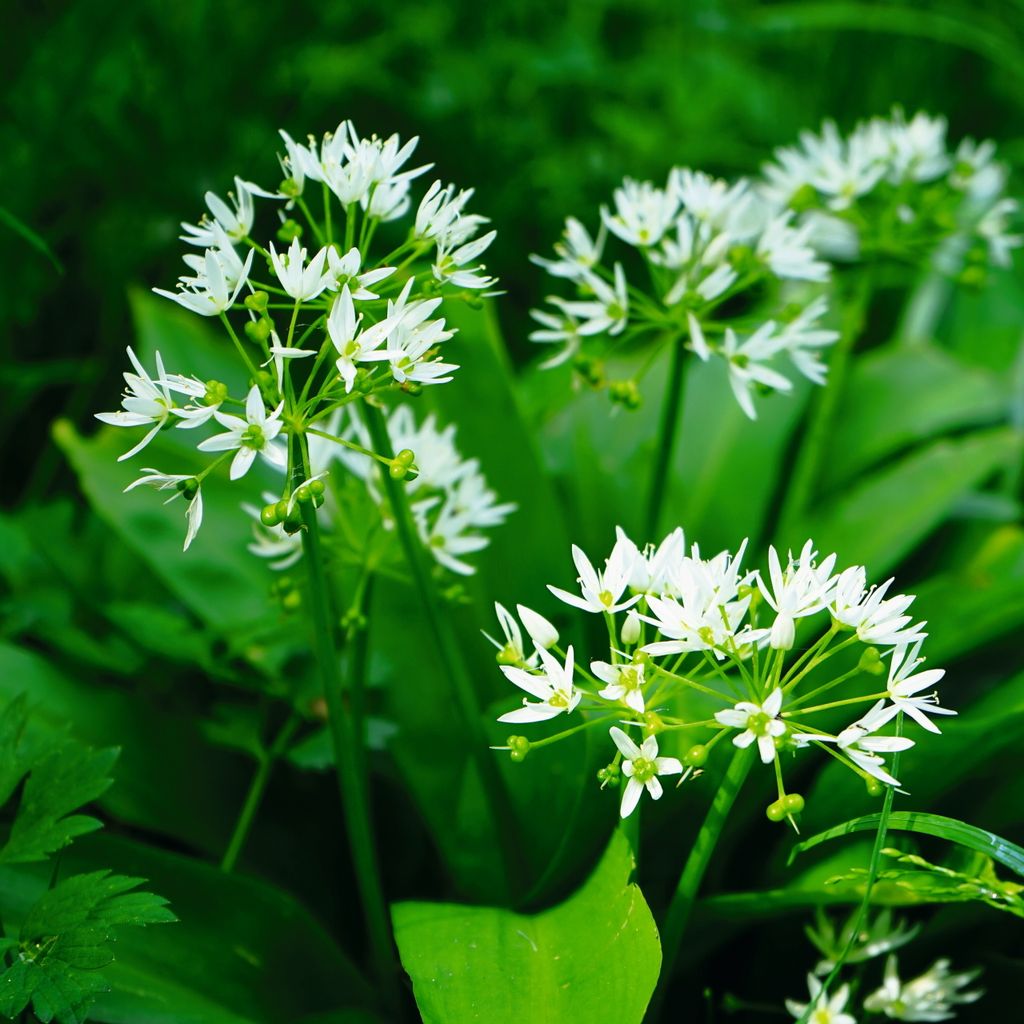 Bärlauch Waldknoblauch Samen - Allium ursinum - Produktbild 5