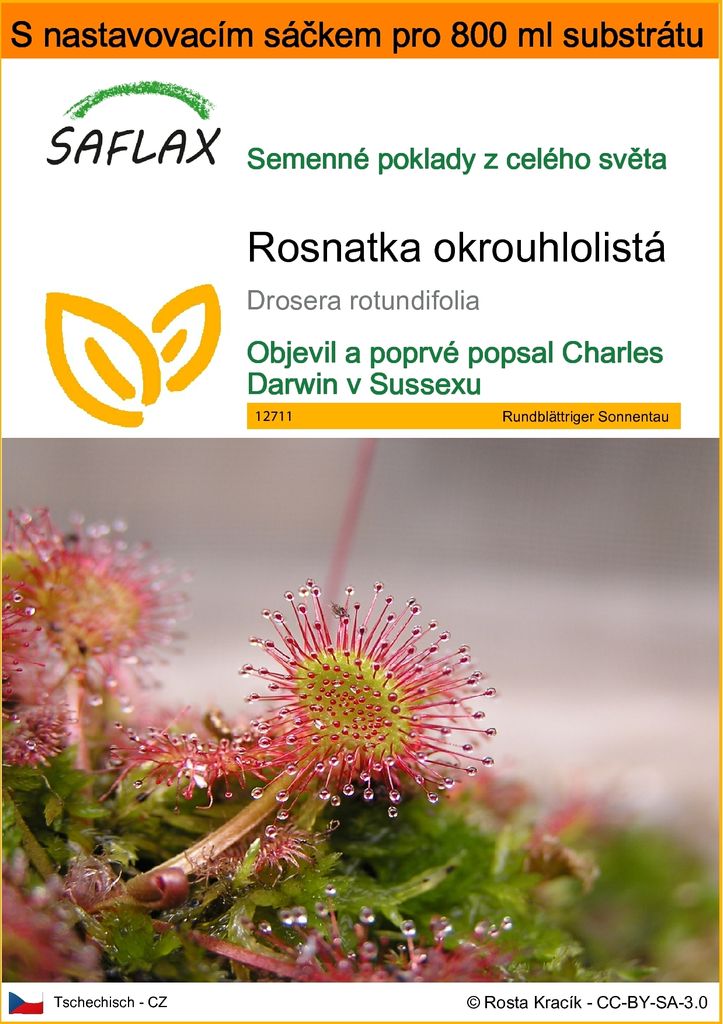 SAFLAX Garden in the bag - Rosnatka okrouhlolistá - Drosera Obrázek produktu 