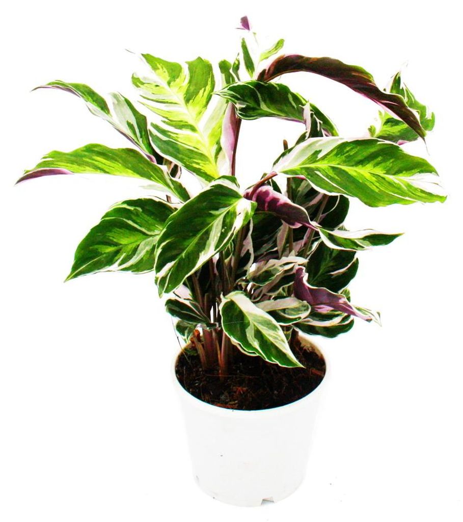 Schattenpflanze mit ausgefallenem Blattmuster - Calathea Fusion White - 14cm Topf - ca. 40cm hoch