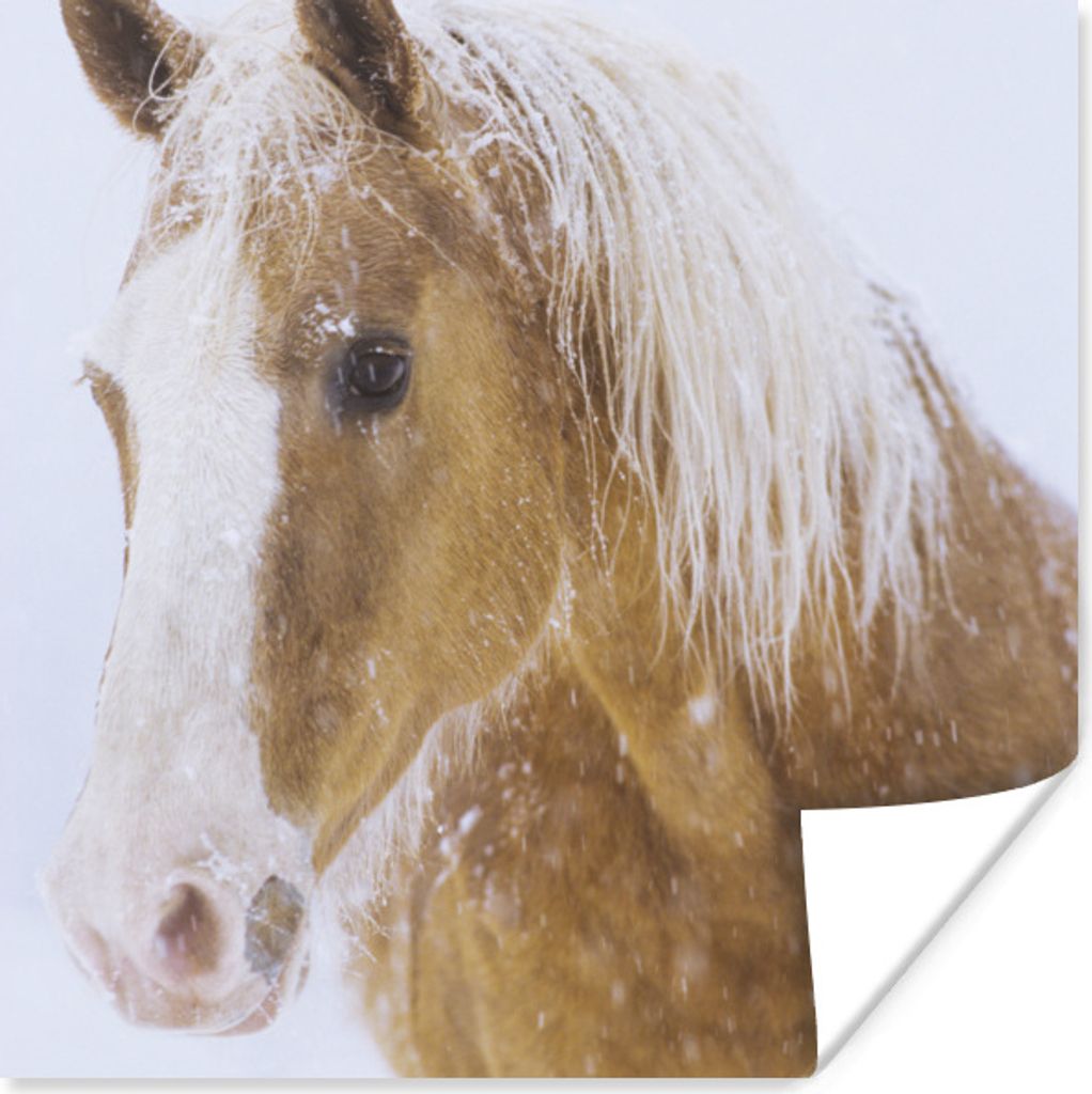 MuchoWow Poster Pferd - Schnee - Winter 100x100 cm - Babyzimmer