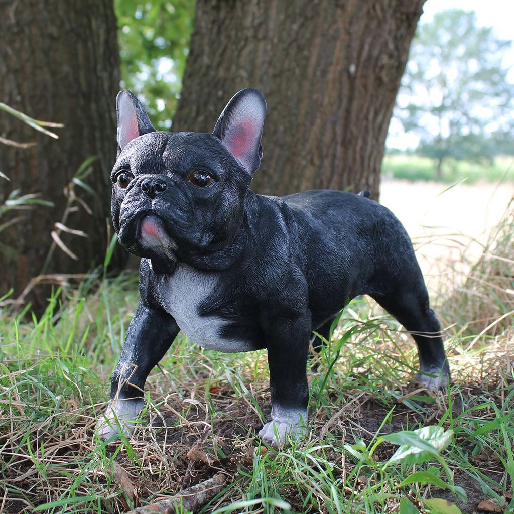 Erstaunlich Franzsische Bulldogge Figur Gross Bild
