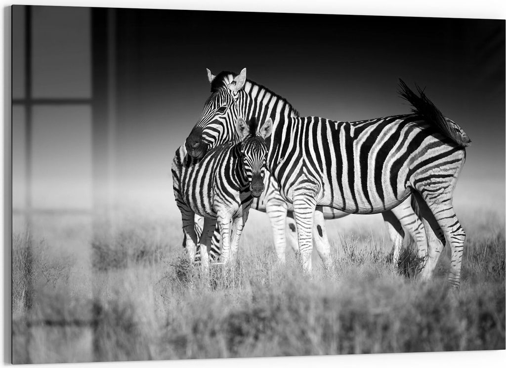 DEQORI Glasbild Echtglas 90x60 cm 'Zebras beieinanderstehend' Wandbild Bild modern Deko