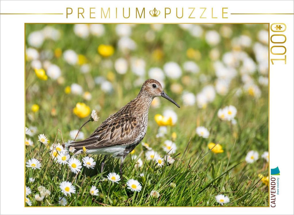 CALVENDO Puzzle Alpenstrandläufer im Gras | 1000 Teile Lege-Größe 64x48cm Foto-Puzzle für glückliche Stunden