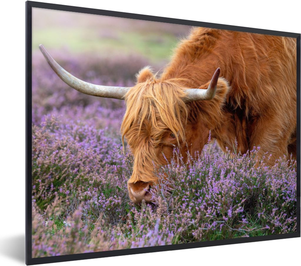 MuchoWow Gerahmtes Poster Schottischer Highlander - Tiere - Heide 80x60 cm - Poster mit Schwarzem Bilderrahmen Wandposter Rahmen Foto Bilder - Sc...