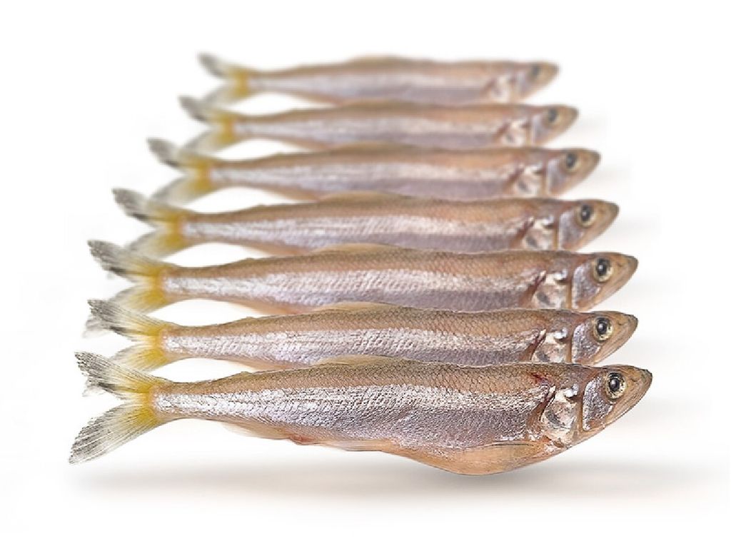 Prebaits Stinte groot 500/550gr Produktbild 