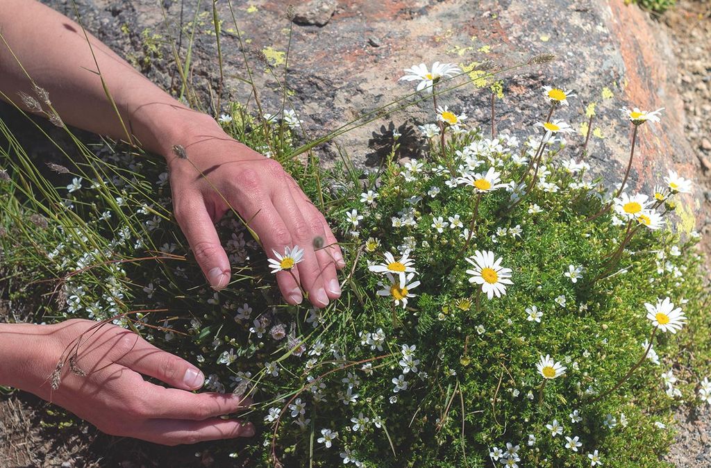 mydays Kräuterwanderung Waldenbuch Raum Stuttgart; Erlebnis verschenken oder selbst erleben; Gutschein für 1 Person(en)