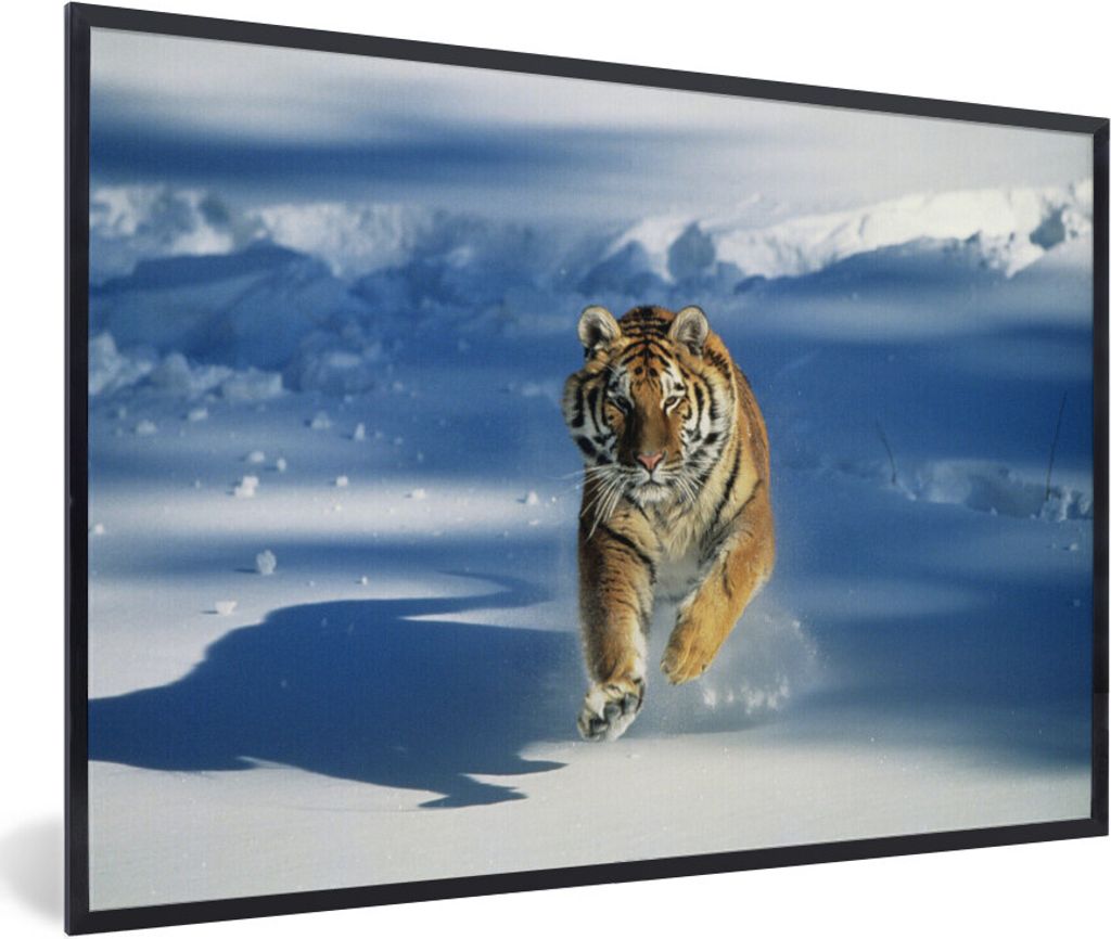 MuchoWow Gerahmtes Poster Tiger - Schnee - Lauf 30x20 cm - Poster mit Schwarzem Bilderrahmen Wandposter Rahmen Foto Bilder - Kunstdruck - Bild-Po...