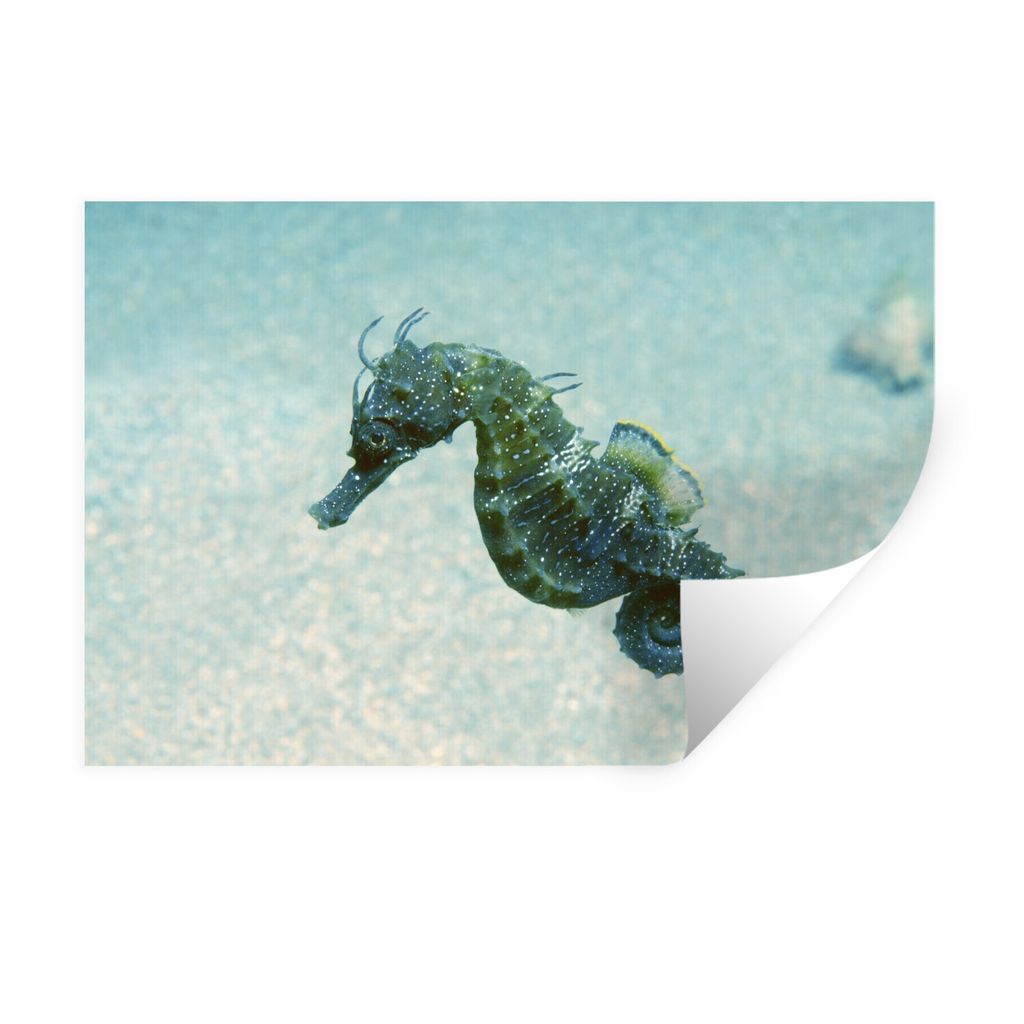 MuchoWow Wandtattoo Wandsticker Wandaufkleber Bild eines Seepferdchens im Meer 120x80 cm Selbstklebend und Repositionierbar - Selbstklebend - Fot...