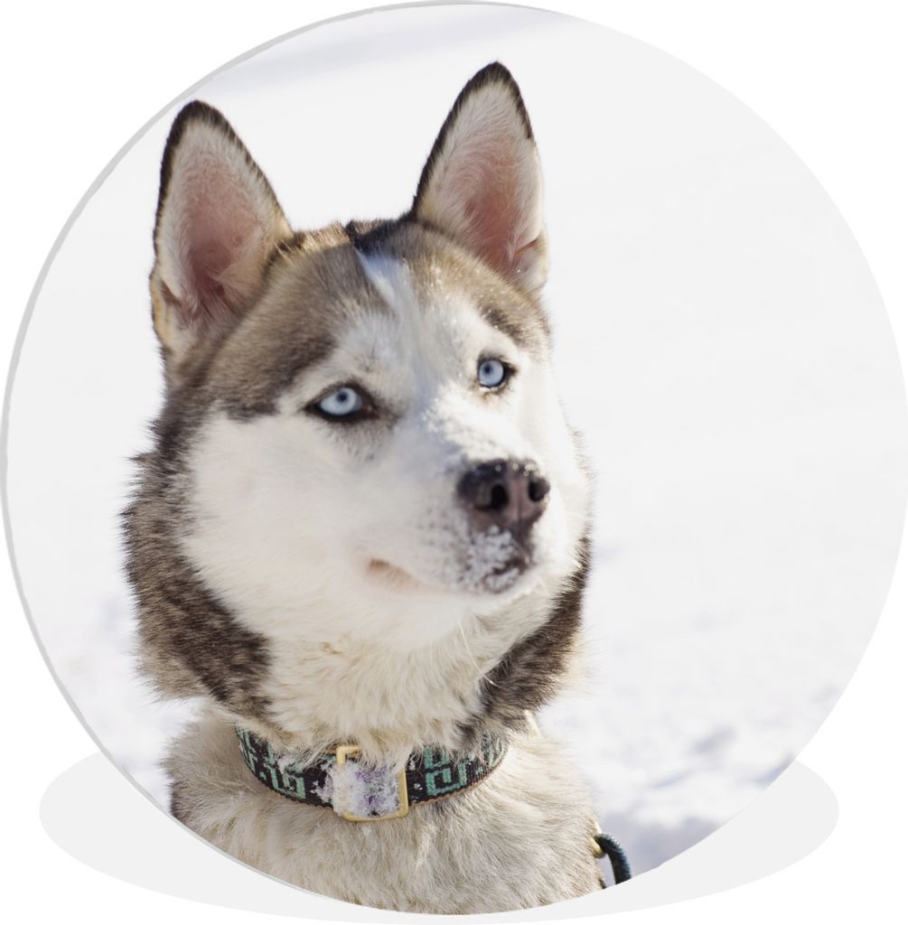 MuchoWow Rundes Wandbild - Runde Bilder Sibirischer Schlittenhund im Schnee Ø 90 cm Kreis Wanddekoration Kunststoff - Wandkreis - Wandschmuck - ...