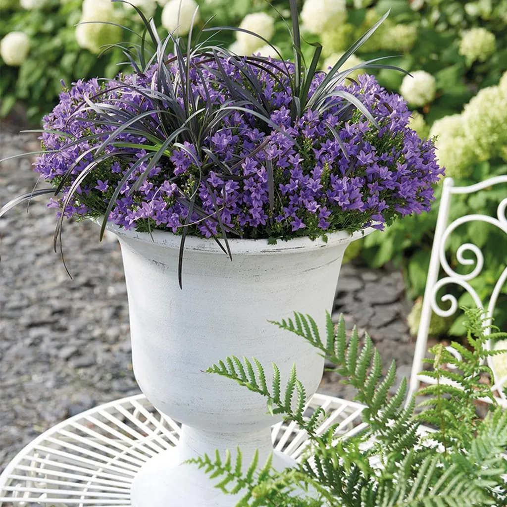 Campanule Addenda Violette Résistante au Froid : Vivace de 12 cm Robuste - 6