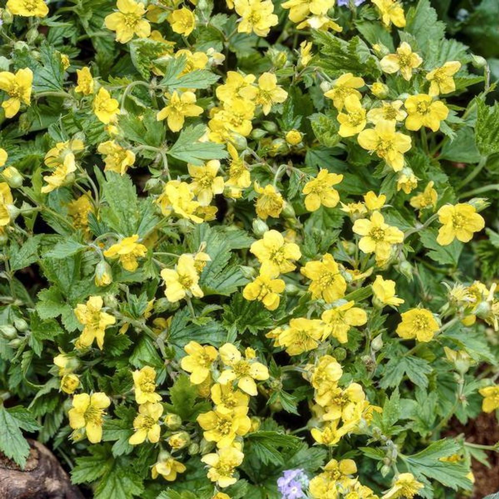 Waldsteinie - Waldsteinia ternata - 10-25cm - Ø9cm - 12 Pflanzen – Robuste Bodendeckerpflanze mit gelben Blüten – Sonnig & Halbschattig ...