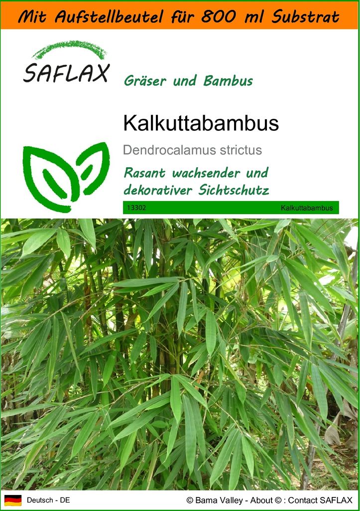 SAFLAX Garden in the bag - Kalkuttabambus - Dendrocalamus Produktbild 